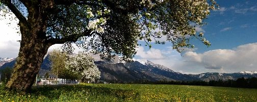 Blossom 1.jpg